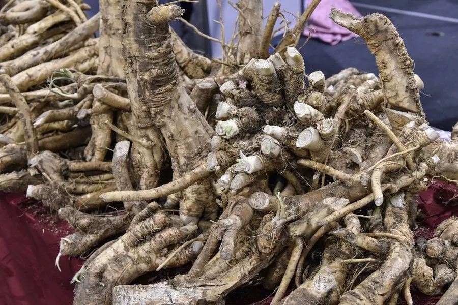 Хреново – значит хорошо: этого растения тля боится как огня, а фитофтора обходит стороной