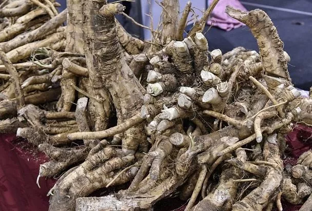 Хреново – значит хорошо: этого растения тля боится как огня, а фитофтора обходит стороной