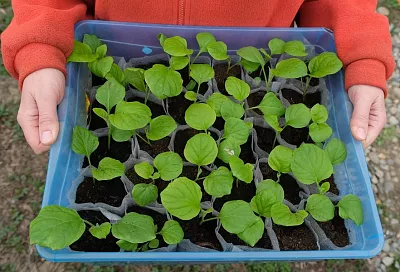 «Детское» питание: вопрос подкормки рассады требует внимания, но подход должен быть осторожным