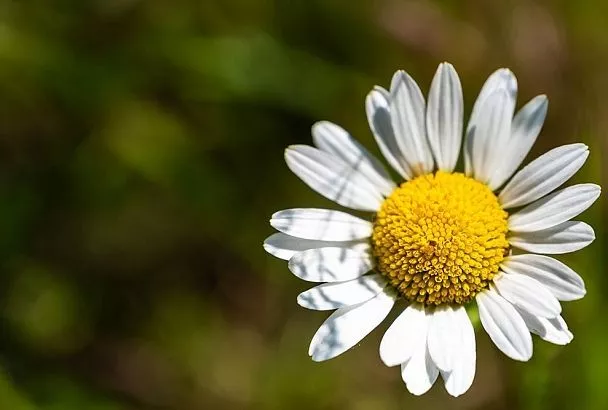 Сажай с рассадой семена этой ромашки, и урожай некуда будет девать: вот лучший природный защитник растений