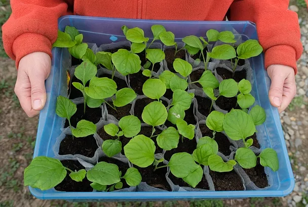 «Детское» питание: вопрос подкормки рассады требует внимания, но подход должен быть осторожным