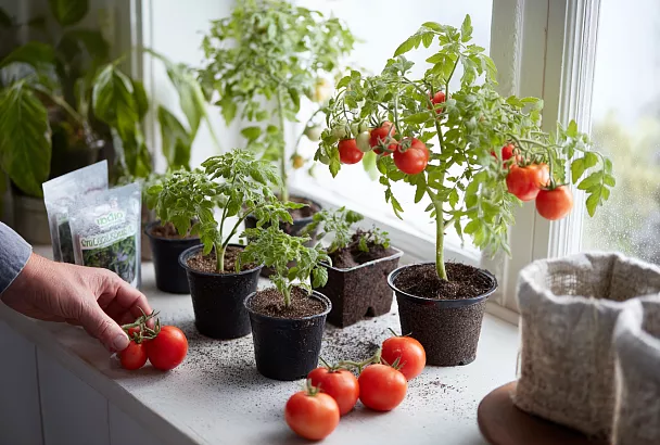 Комнатные томаты на подоконнике – мини-кустики дают урожай без теплицы