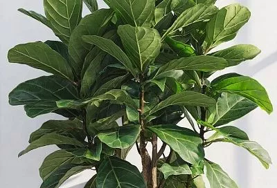 Фикус становится пышным без удобрений: натуральный эликсир для быстрого роста