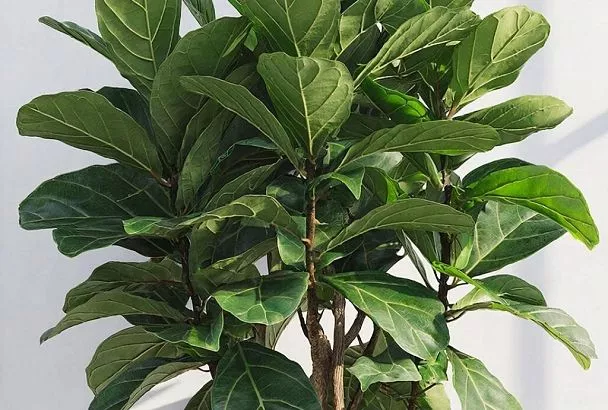 Фикус становится пышным без удобрений: натуральный эликсир для быстрого роста