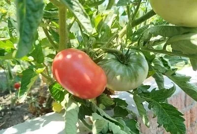 Гигантомания: 5 сортов томатов, которые поражают своими размером и вкусом