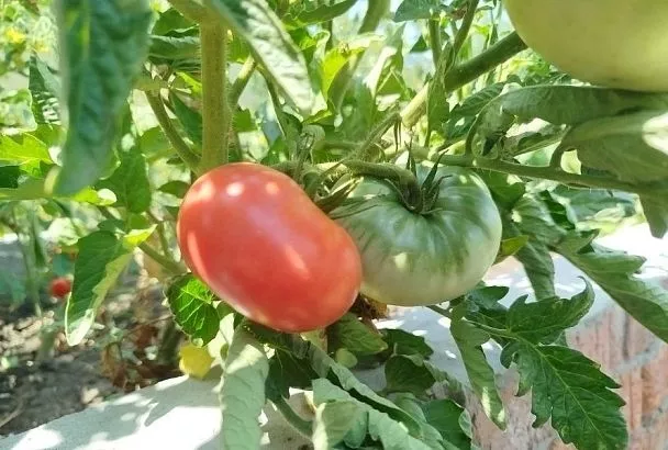 Гигантомания: 5 сортов томатов, которые поражают своими размером и вкусом