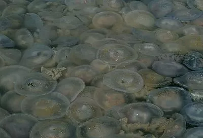 Ушастая аурелия и легочный корнерот: ученые рассказали о результатах исследования медуз в Азовском море