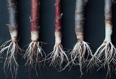 Без “Корневина” и волшебства: укореняю черенки как бабушка в деревне — просто и эффективно