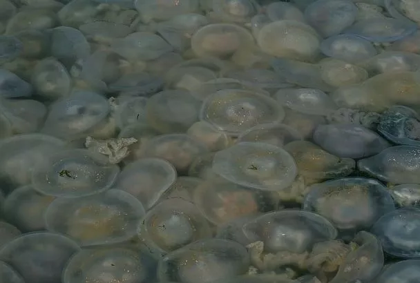 Ушастая аурелия и легочный корнерот: ученые рассказали о результатах исследования медуз в Азовском море