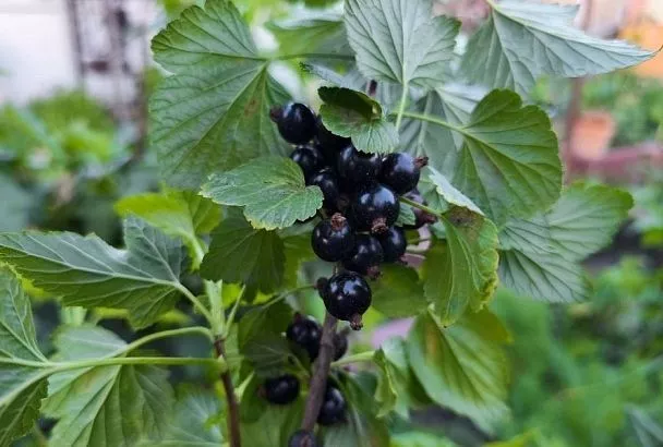 Осенняя подкормка из 3 компонентов: как повысить урожай смородины и крыжовника на 20 процентов