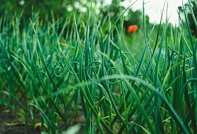 Чеснок в июле: простые правила крупных и здоровых головок