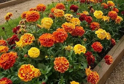 Почему бархатцы должны быть на каждой грядке вашего огорода