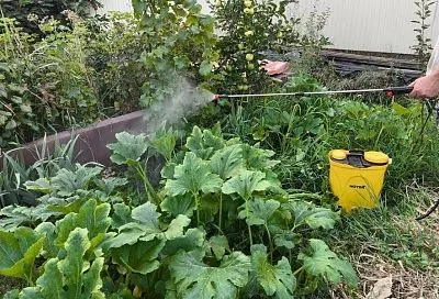 Время сбора урожая, а тут зараза: безопасное средство от болезней сада и огорода