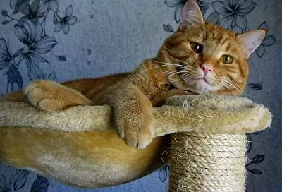 Больше не ругаю любимого Барсика за бесконечную линьку - научилась контролировать этот процесс: шерсти в доме стало гораздо меньше