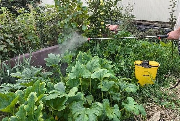 Время сбора урожая, а тут зараза: безопасное средство от болезней сада и огорода