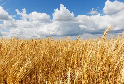 Россия с 1 по 20 марта увеличила экспорт пшеницы в 2,7 раза — до 3,1 млн тонн