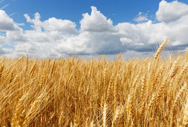 Россия с 1 по 20 марта увеличила экспорт пшеницы в 2,7 раза — до 3,1 млн тонн