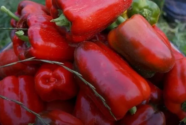 Этот перец — чемпион! Выращиваю его 3 года, а соседи завидуют и говорят, что покупаю в магазине (созревает даже в холода)