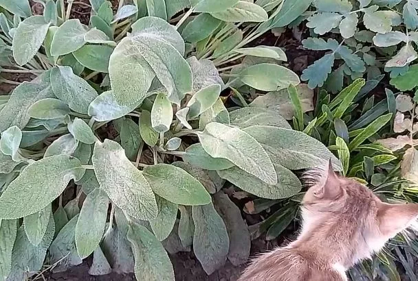 Посадил стахис шерстистый – и забыл на 10 лет: под ногами мягкий, вечнозеленый ковер, без прополки и полива