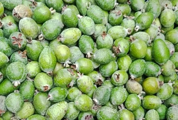 Вениамин Кондратьев: «В Сочи завершается сбор фейхоа и хурмы»