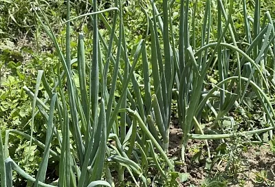 Последний штрих: это обязательно надо сделать, чтобы лук был здоровым и долго хранился