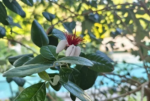 Фейхоа в квартире: можно ли вырастить этот полезный экзот в домашних условиях