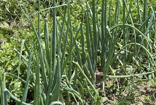 Последний штрих: это обязательно надо сделать, чтобы лук был здоровым и долго хранился