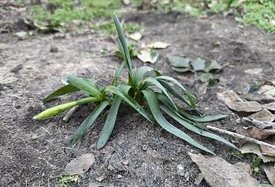 Нарциссы под угрозой: что делать, если морозы прихватили луковичные цветы, которые поспешили взойти