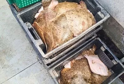 Популяция камбалы-калкан в Азовском море сохраняет устойчивость