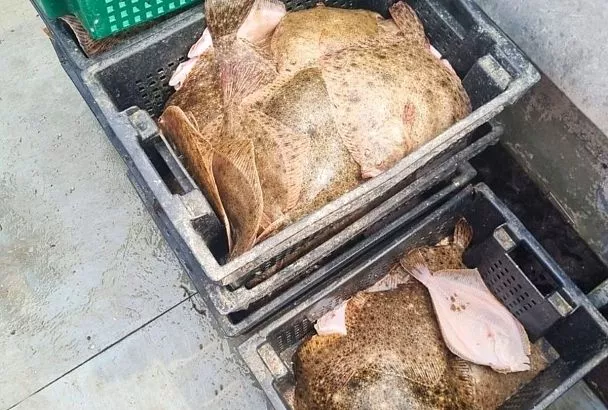 Популяция камбалы-калкан в Азовском море сохраняет устойчивость