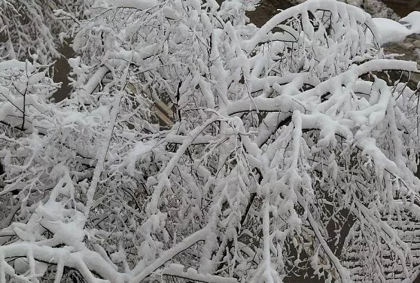 Кошмарный сон садовода: почему дерево может зимой замерзнуть
