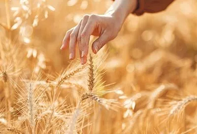 Россия сохранит нулевые пошлины на экспорт пшеницы, ячменя и кукурузы до середины февраля