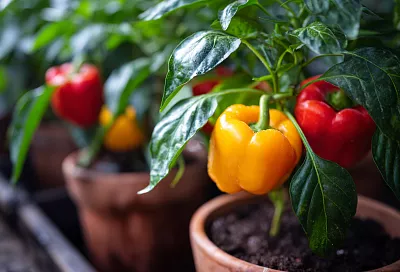Почему перец не плодоносит и как повысить урожай: три проверенных способа