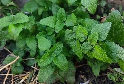 Все лето без комаров: эти 3 растения вокруг беседки не пропускают ни 1 кровососа