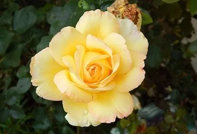 Перед посадкой новых кустов роз обязательно соблюдаю два важных условия и цветы приживаются без всяких «танцев с бубнами»