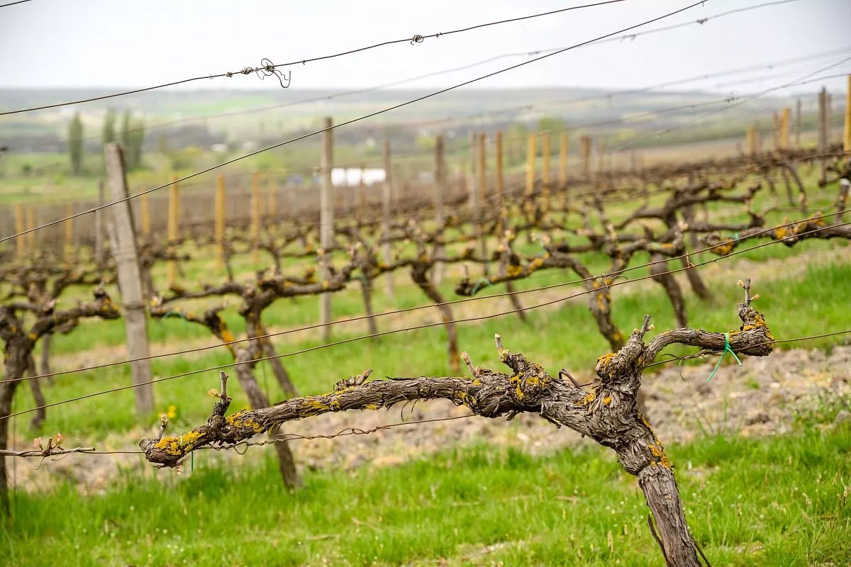 На винограднике выращивают 13 сортов янтарной ягоды.