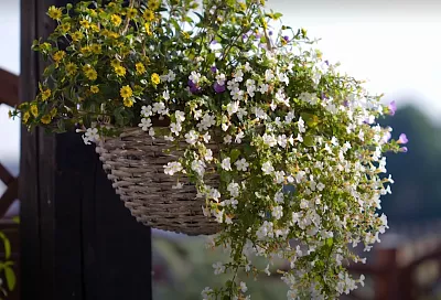 Звезда подвесных кашпо! Бакопа — новый хит 2025: почему садоводы сходят с ума от этого цветка