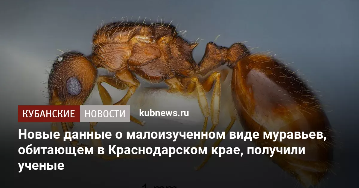 Новые данные о малоизученном виде муравьев, обитающем в Краснодарском крае, получили ученые