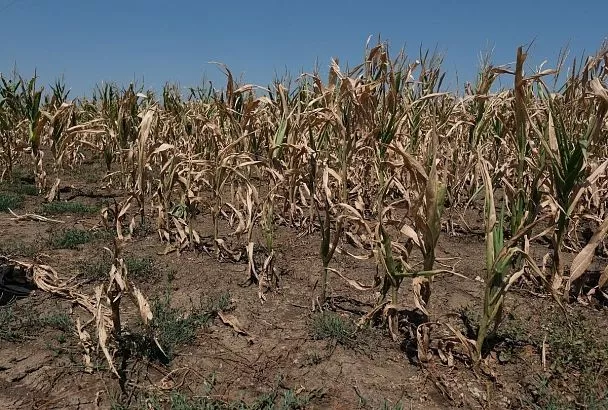 Зона рискованного земледелия: погода диктует кубанским аграриям свои условия