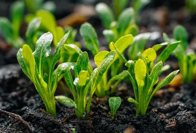 Какие овощные культуры можно сеять в холодную почву уже в апреле