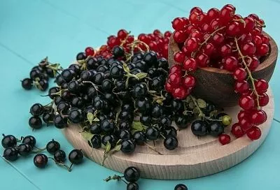 Сделайте эти 5 шагов в весеннем уходе за смородиной и будете собирать ягоды размером с грецкий орех