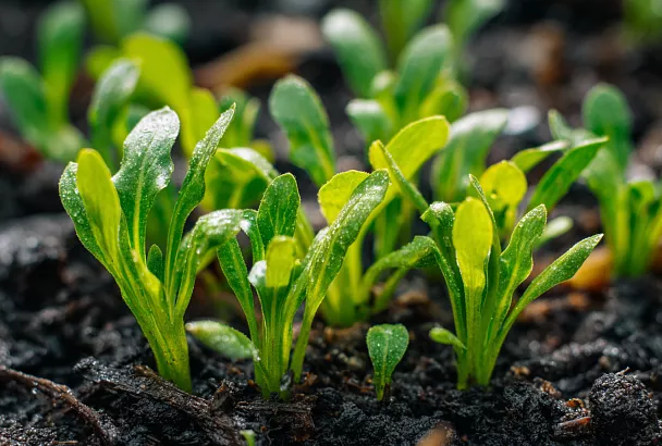 Какие овощные культуры можно сеять в холодную почву уже в апреле
