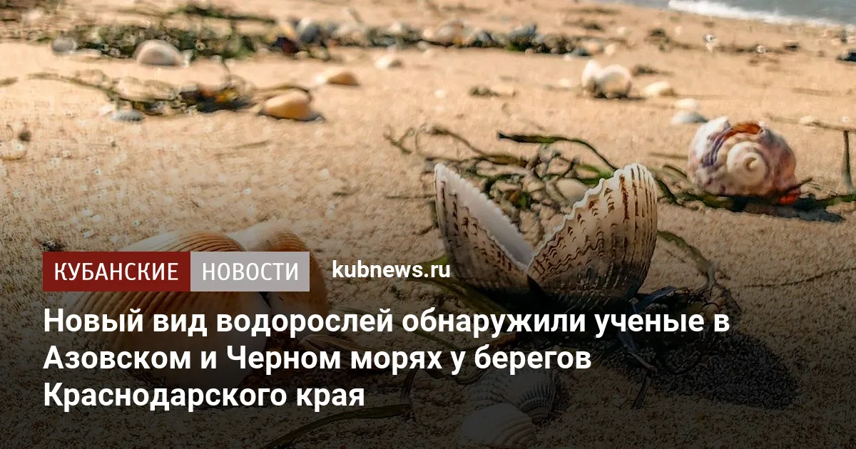 Новый вид водорослей обнаружили ученые в Азовском и Черном морях у берегов Краснодарского края
