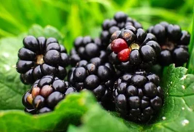 Укрывать ли ежевику при -5°C – не поздно ли в мороз и можно ли мульчировать перегноем