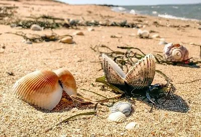 Новый вид водорослей обнаружили ученые в Азовском и Черном морях у берегов Краснодарского края