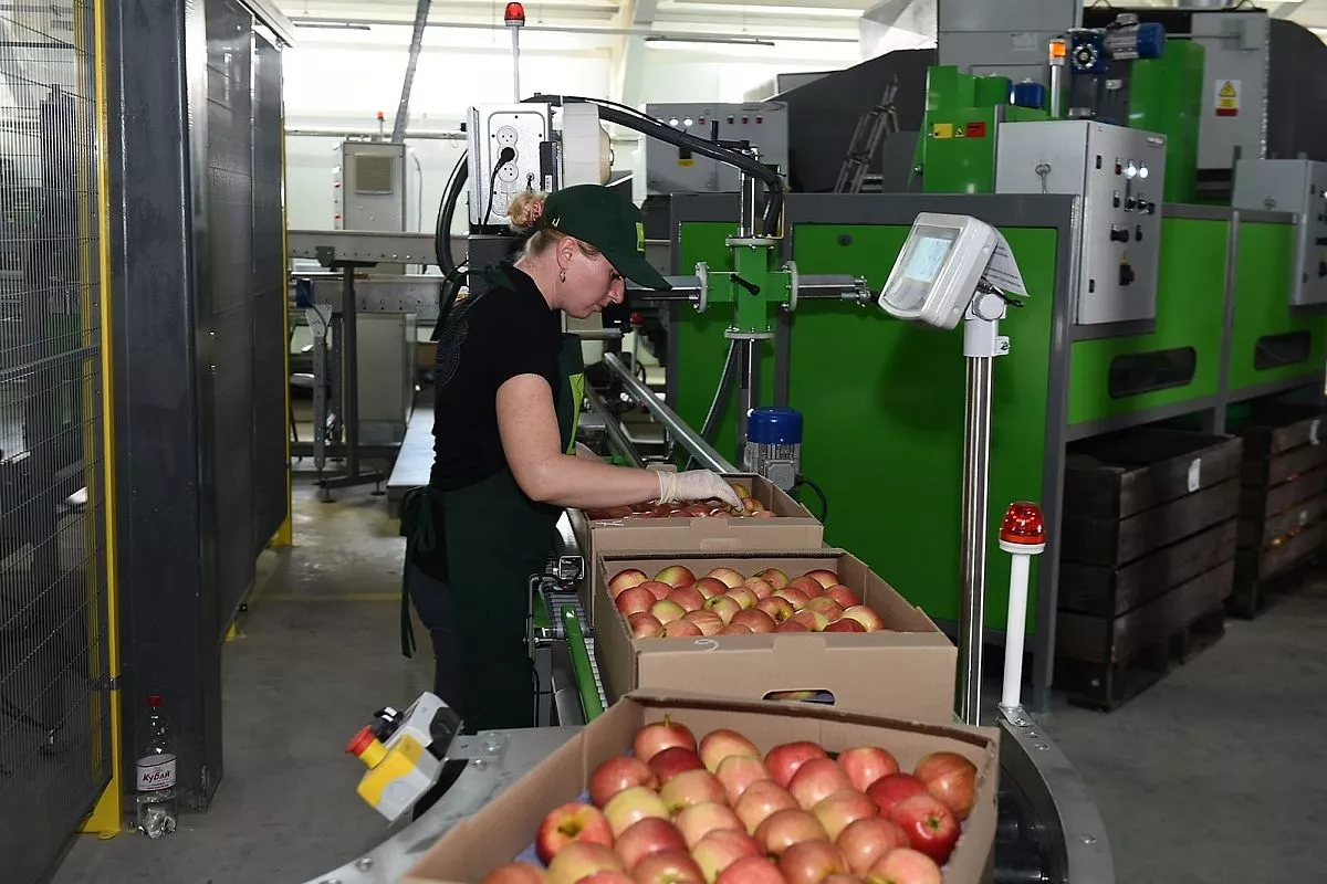 В компании «Алма Продакшн»  выращивают лучшие яблоки