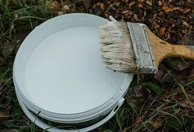 Белить или не белить: нужно ли покрывать известью лозу винограда