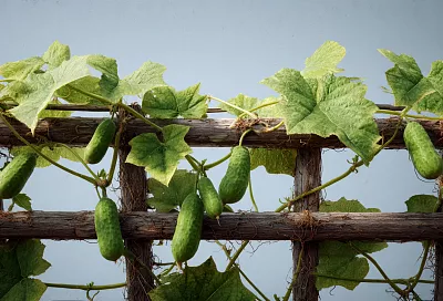 Как вырастить огурцы без болезней и вредителей