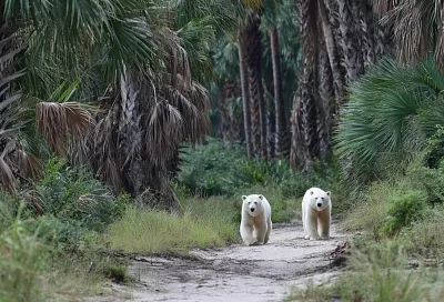 «Климатгейт»: как утечка переписки ученых подогрела недоверие к науке