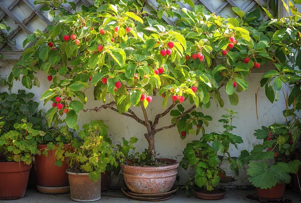 Как вырастить фрукты в маленьком саду: гид для ограниченного пространства